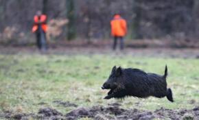 Bon vendredi, bonne fête Colette, en route le casting de la macs et avis de battue !