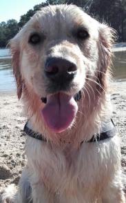 Si c'en ai bientôt finit de la clope à la plage, feu vert pour les chiens sur le sable Biscarrossais, une reconnaissance de l’état de catastrophe naturelle et un vide-greniers à Hontanx !